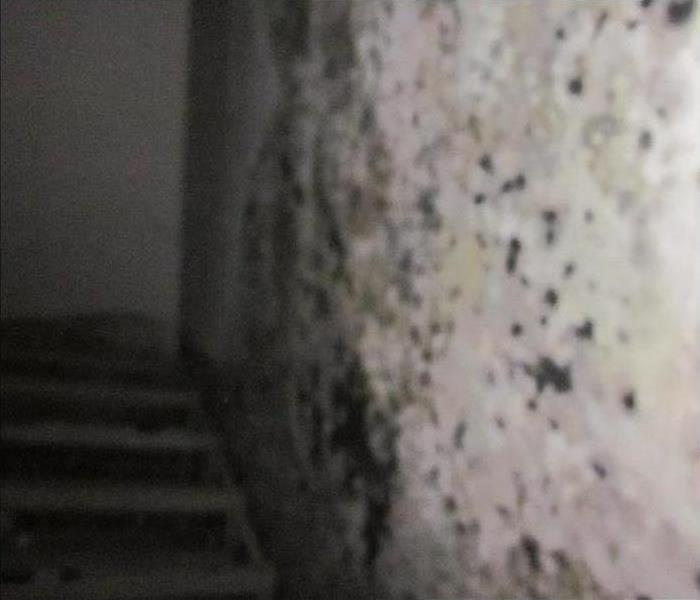 Mold on the wall of staircase 