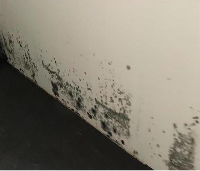 Mold on the wall. 